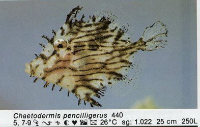 Chaetodermis penicilligerus